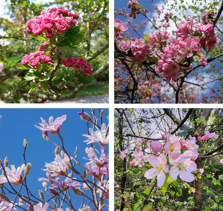 Magnolia Garden Care Blossom