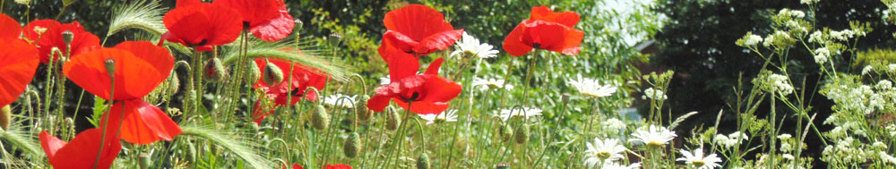 Magnolia Garden Care Poppies Magnolia Garden Care Poppies