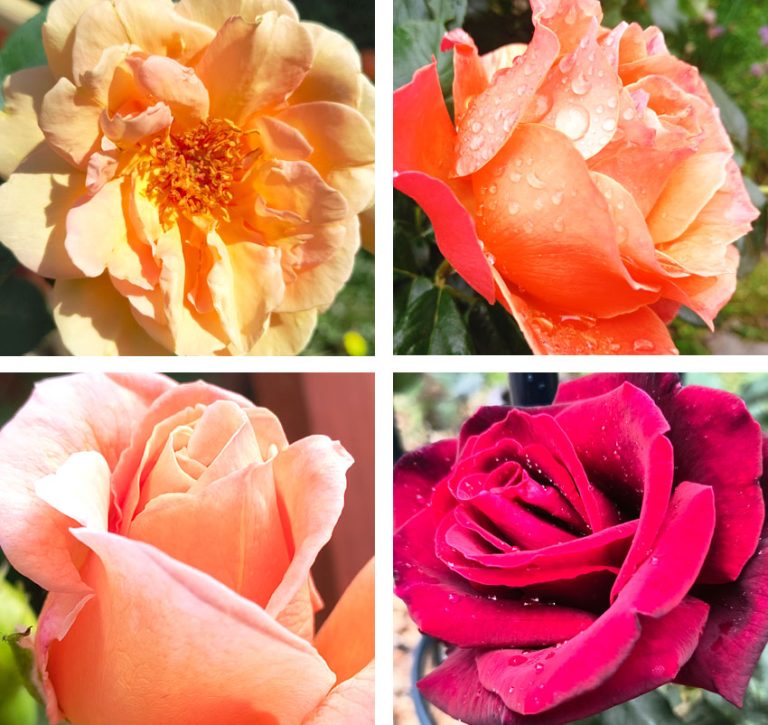 Magnolia Garden Care Roses