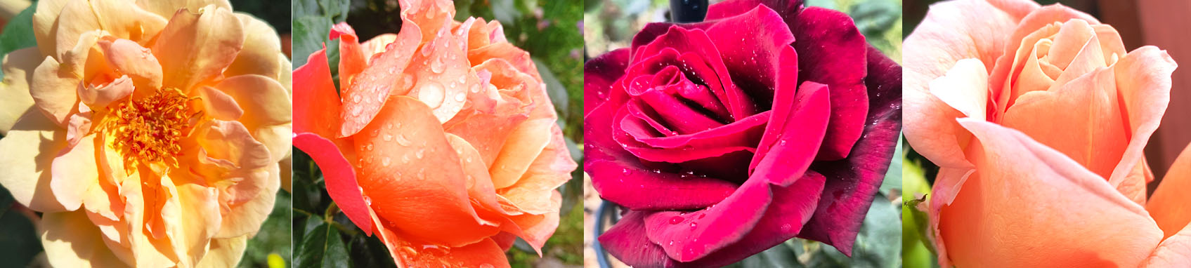 Magnolia Garden Care Rose Garden Magnolia Garden Care Rose Garden