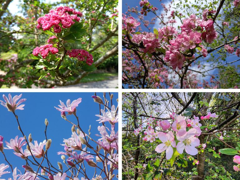 Magnolia Garden Care Gardens